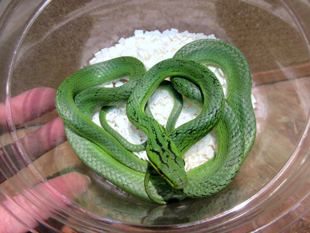 スジメアオナメラ(6)