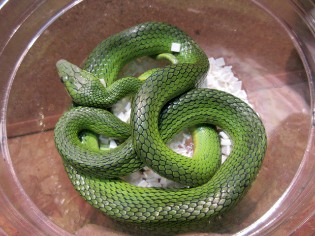 スジメアオナメラ(1)