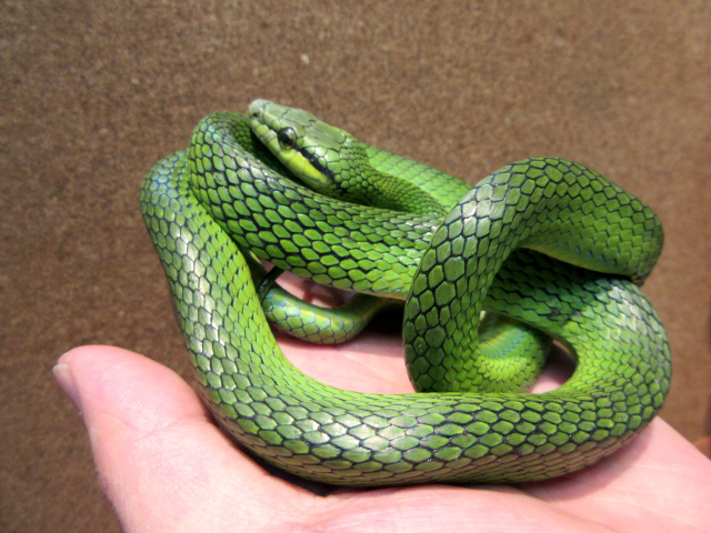 スジメアオナメラ(4)