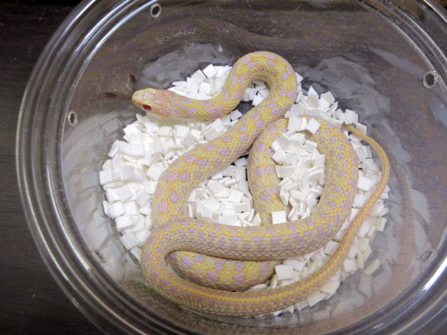 チェッカーガータースネーク(1)