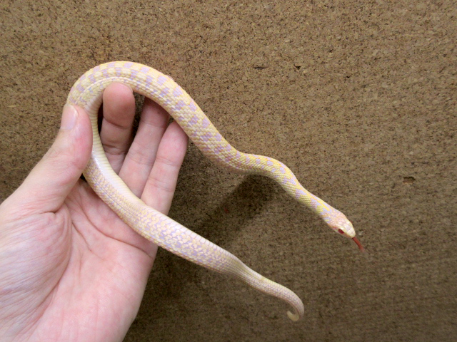 チェッカーガータースネーク(2)