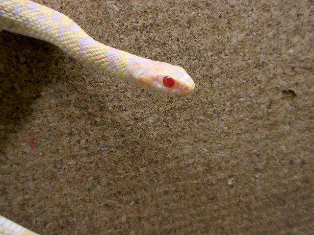 チェッカーガータースネーク(3)