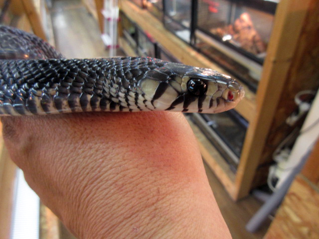 オリサバインディゴスネーク