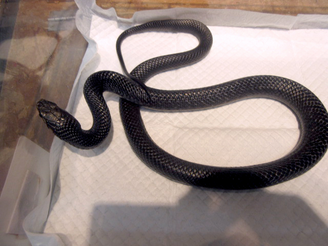 オリサバインディゴスネーク(2)