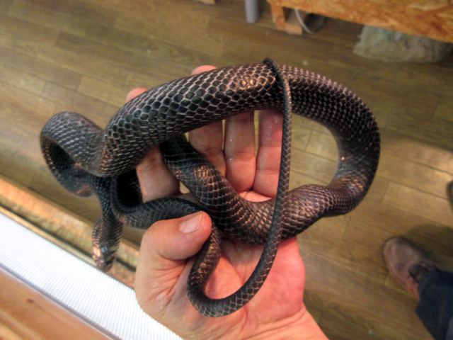 オリサバインディゴスネーク(3)