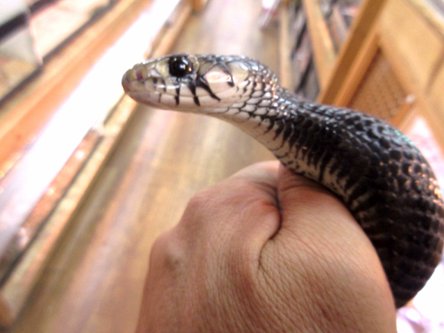 オリサバインディゴスネーク(4)