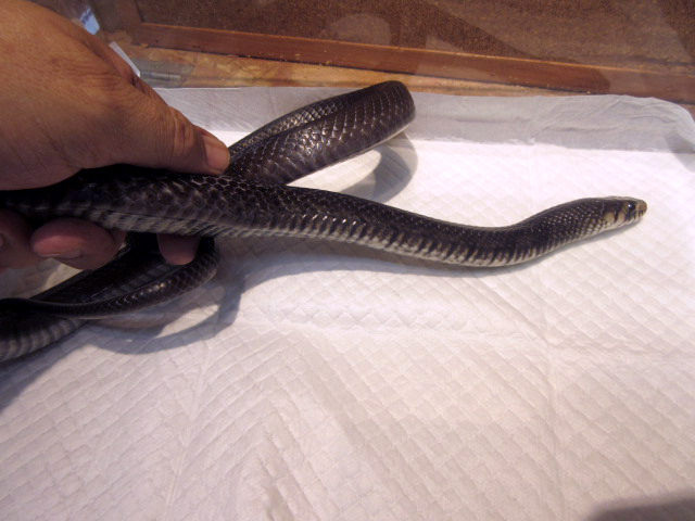オリサバインディゴスネーク(5)