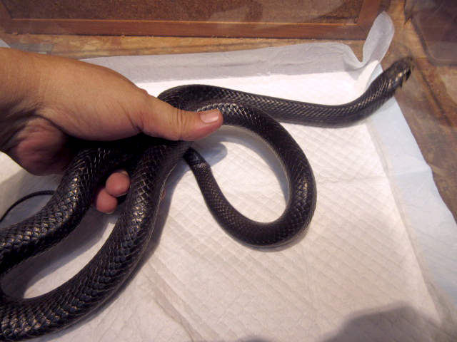 オリサバインディゴスネーク(6)