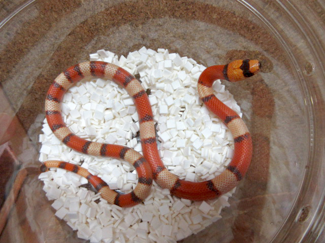 ホンジュランミルクスネーク(8)