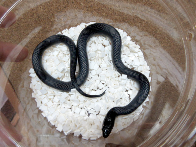 メキシカンブラックキングスネーク(8)