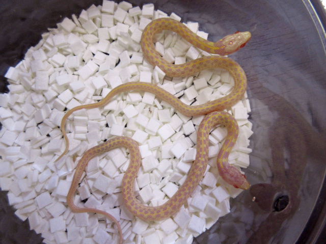 チェッカーガータースネーク(4)