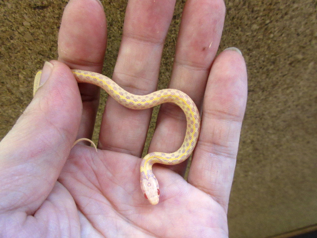 チェッカーガータースネーク(5)