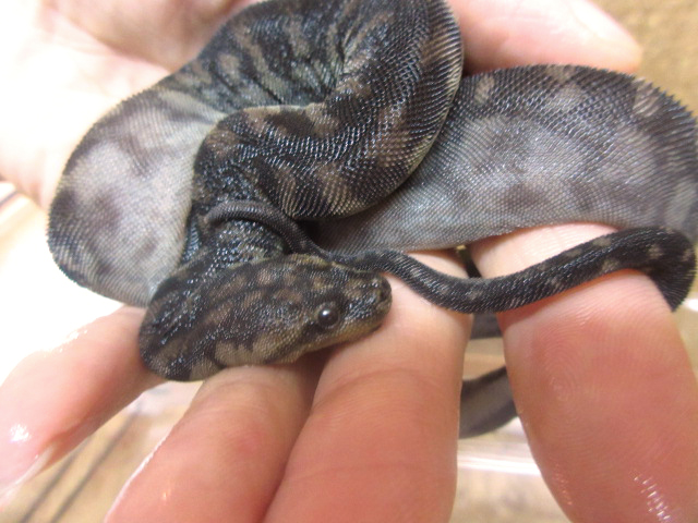 アラフラヤスリヘビ(3)