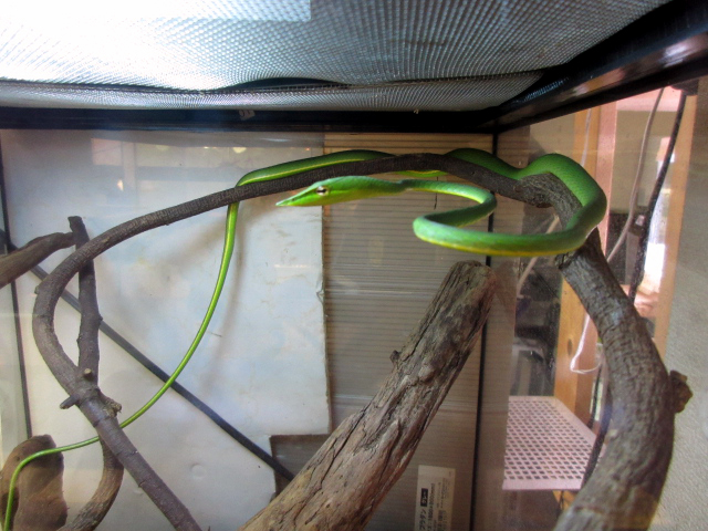 ハナナガムチヘビ(2)