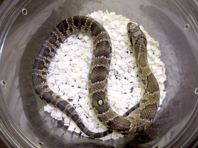 ミズコブラモドキ(7)