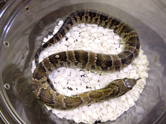 ミズコブラモドキ(8)