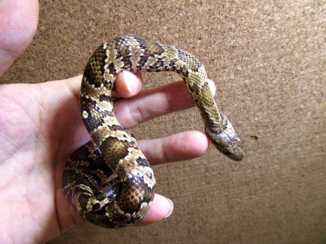 ミズコブラモドキ(9)