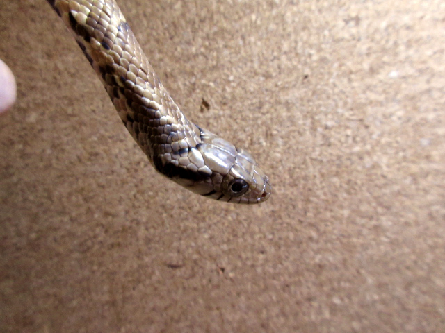 ミズコブラモドキ(10)