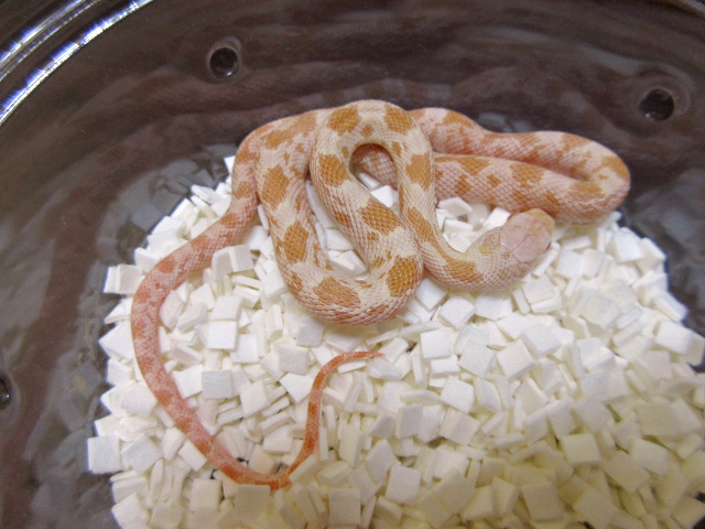 グレイラットスネーク