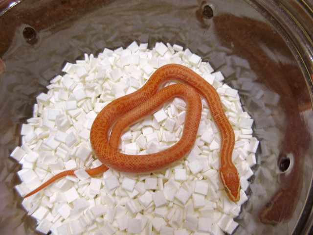 アフリカンハウススネーク(7)