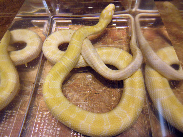 ヒロクチミズヘビ(5)