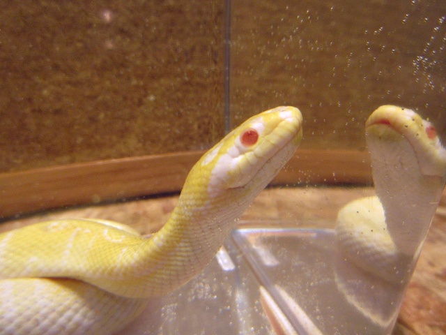 ヒロクチミズヘビ(6)