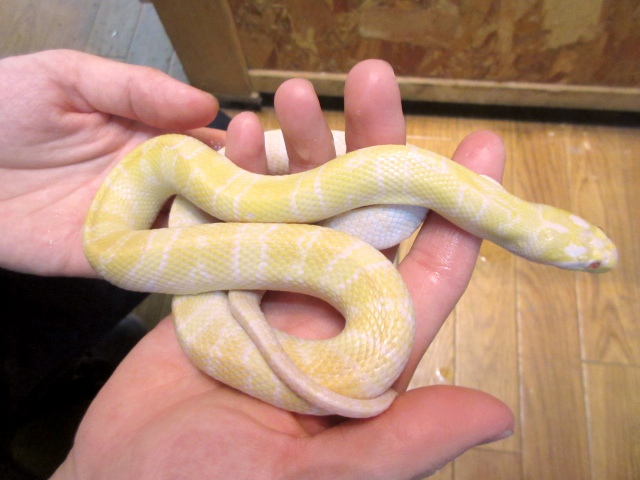 ヒロクチミズヘビ(7)