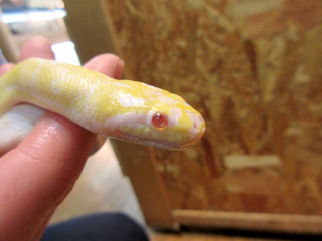 ヒロクチミズヘビ(8)