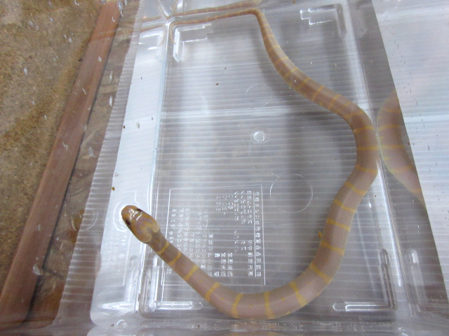 ヒロクチミズヘビ(9)