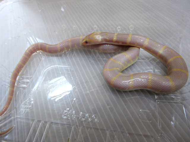 ヒロクチミズヘビ(10)