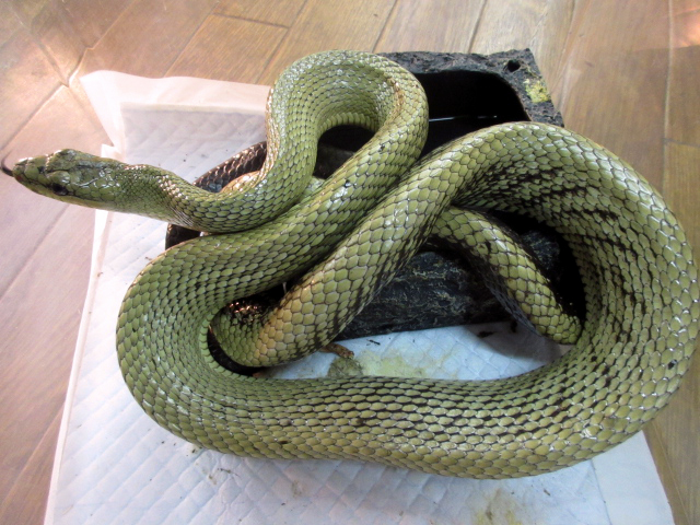 ジャンセンラットスネーク(3)
