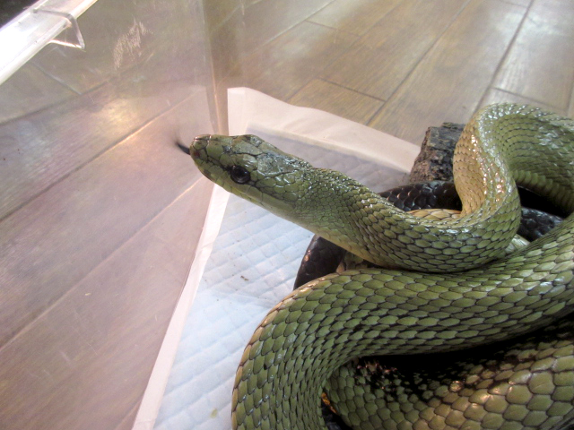 ジャンセンラットスネーク(4)