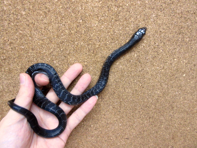 テキサスインディゴスネーク(5)