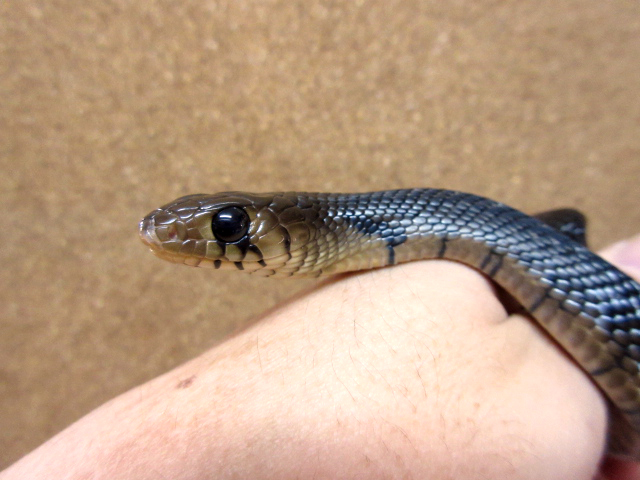 テキサスインディゴスネーク(6)