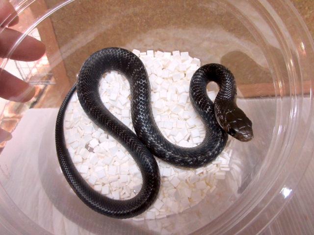 テキサスインディゴスネーク(7)