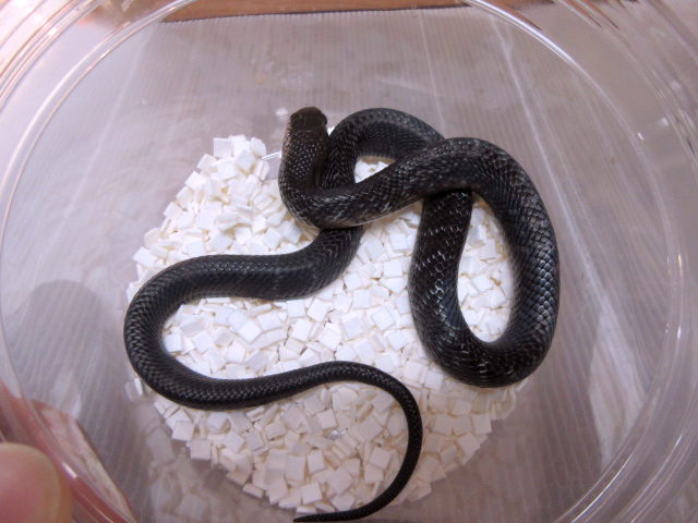 テキサスインディゴスネーク(8)