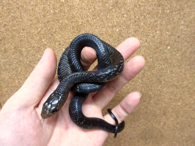 テキサスインディゴスネーク(3)