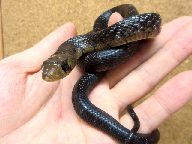 テキサスインディゴスネーク(4)
