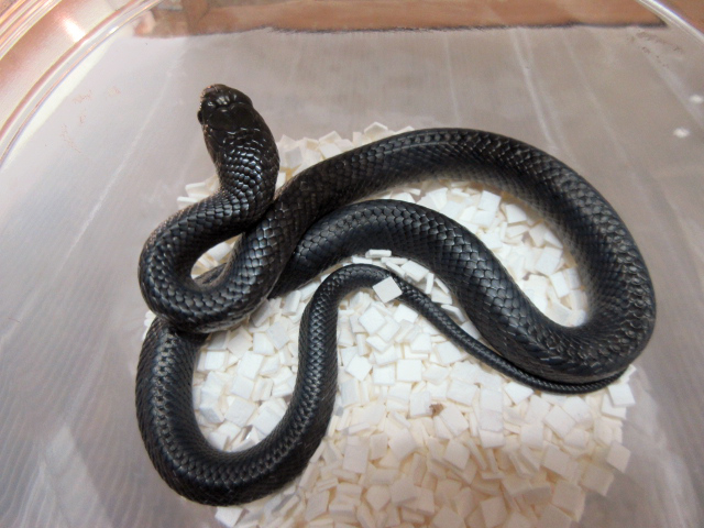 テキサスインディゴスネーク