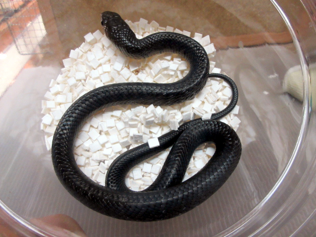 テキサスインディゴスネーク(2)