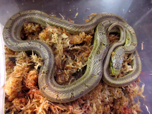 フタモンナメラ(1)