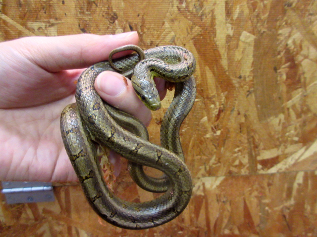 フタモンナメラ(2)