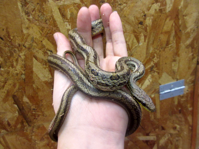 フタモンナメラ(4)