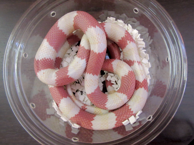 ホンジュランミルクスネーク(7)