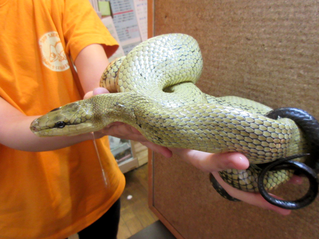 ジャンセンラットスネーク(1)