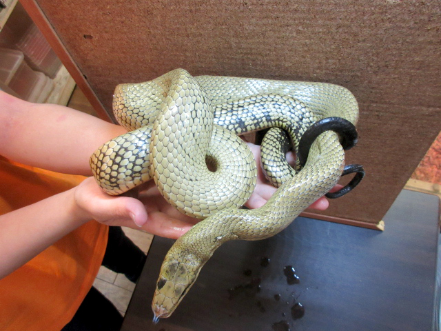 ジャンセンラットスネーク(2)
