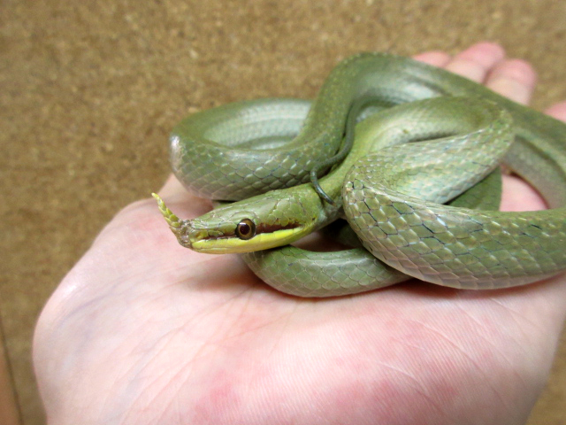 ライノラットスネーク(12)