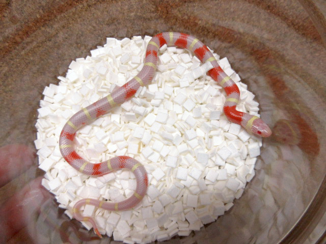 ネルソンミルクスネーク(4)