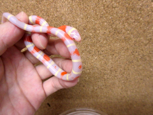 ネルソンミルクスネーク(5)