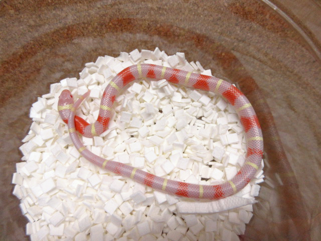 ネルソンミルクスネーク(6)